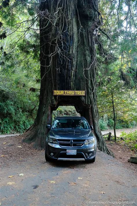 3 Incredible Drive Through Redwood Trees in California! | The Whole World Is A Playground