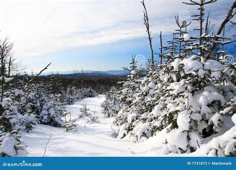 Winter landscape, Quebec stock image. Image of pine, forest - 7731873