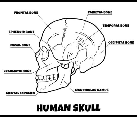 ilustración de diagrama de anatomía de huesos de cráneo humano 9830800 Vector en Vecteezy