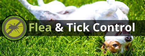 Flea & Tick Control - Blue Grass Lawn Care & Landscaping Service