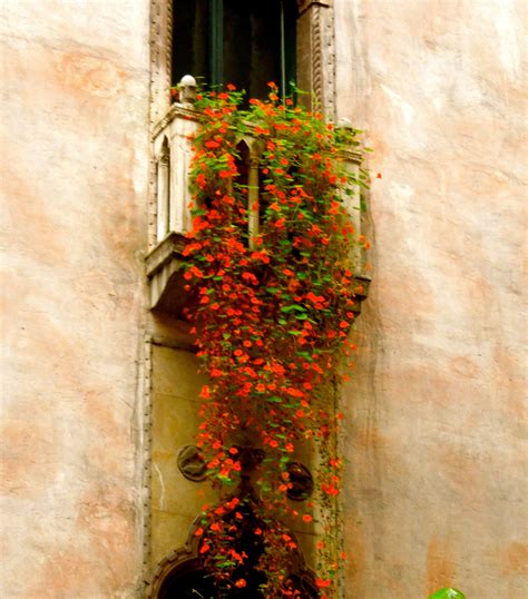 Isabella Stewart Gardner Museum | Secret life of plants, Nasturtium, Gardner museum