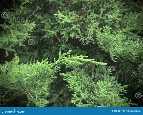 Juniperus Ashei Photos - Free & Royalty-Free Stock Photos from Dreamstime