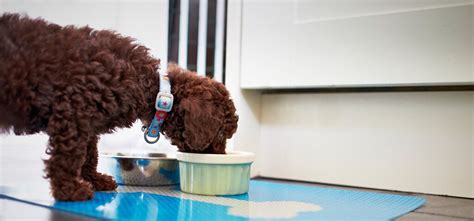 Dog Food Transition: A Quick Guide for Healthy Switches