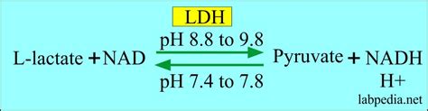 Lactate Dehydrogenase level (LDH, Lactic Dehydrogenase), Isoenzymes of LDH - Labpedia.net