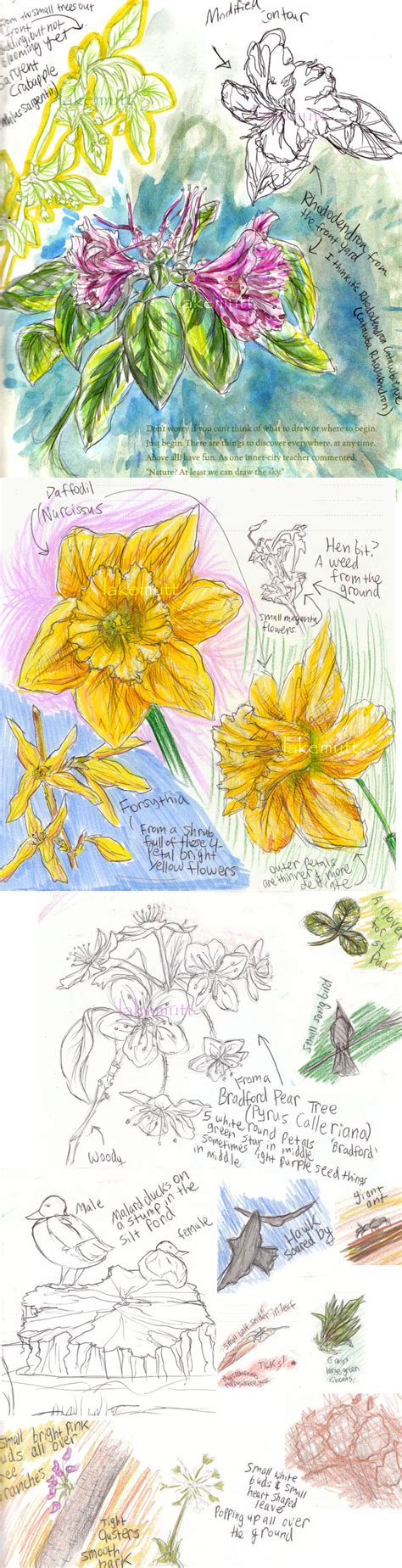 Nature Journal Pages 1-4 by lakemutt on DeviantArt