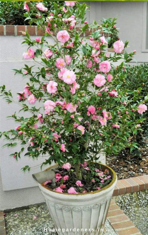 Camellia Plant Care - How Camellia Plants are Making the Garden a ...