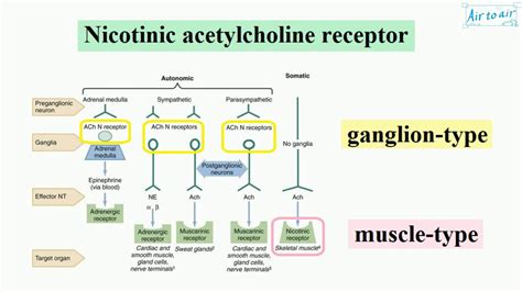 nicotinic acetylcholine receptor (English) - Medical terminology for medical students - - YouTube