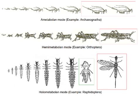 The main types of insect metamorphosis, ametabolan, hemimetabolan and... | Download Scientific ...