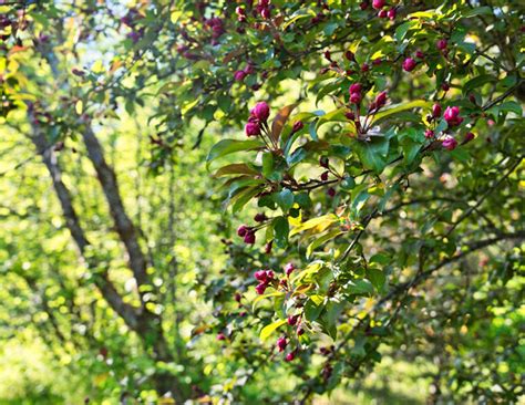 Dwarf Crabapple Tree - Unveil 4 Common Tree Varieties