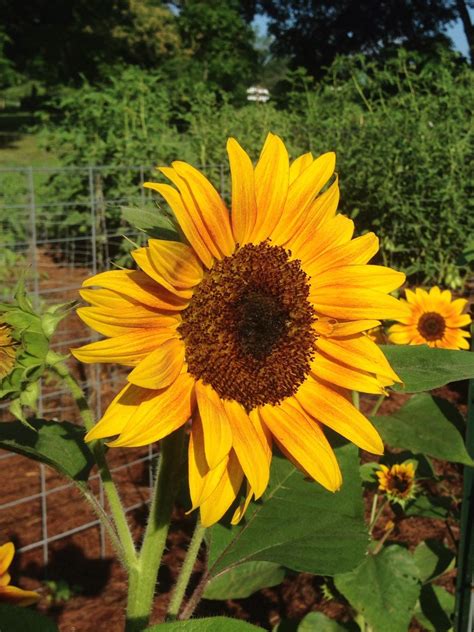 Sunflower Meaning and Symbolism | HGTV