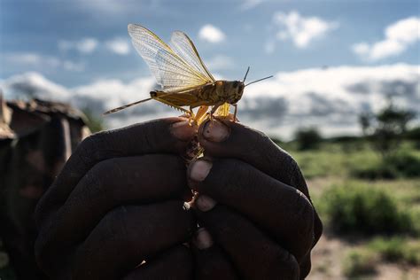 Locust Swarms Threaten Parts Of East Africa : NPR