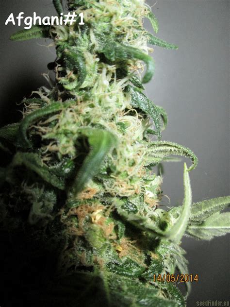 Original Afghani #1 from Seedsman | strains.io | cannabis marijuana ...