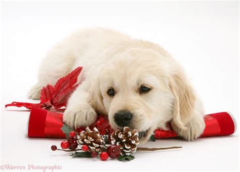 🔥 [50+] Golden Retriever Christmas Wallpapers | WallpaperSafari