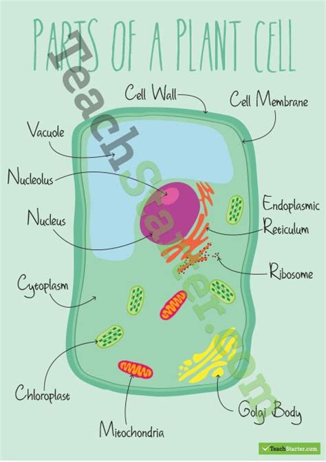 Parts of a Plant Cell Poster | Plant cell project, Plant cell, Cells ...