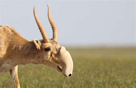 During summer migrations, the Saiga's large nose helps to filter out dust kicked up by the herd ...