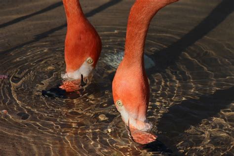 What Do Flamingos Eat?