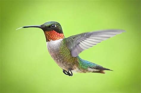 Marvel at the resplendent beauty of the Ruby-throated Hummingbird ...