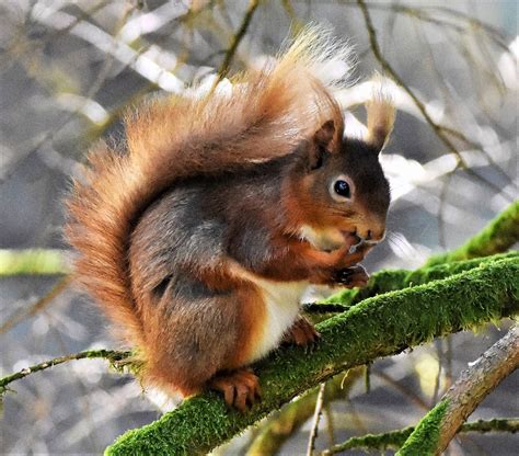 Andrew Robin photography.: Red squirrel.