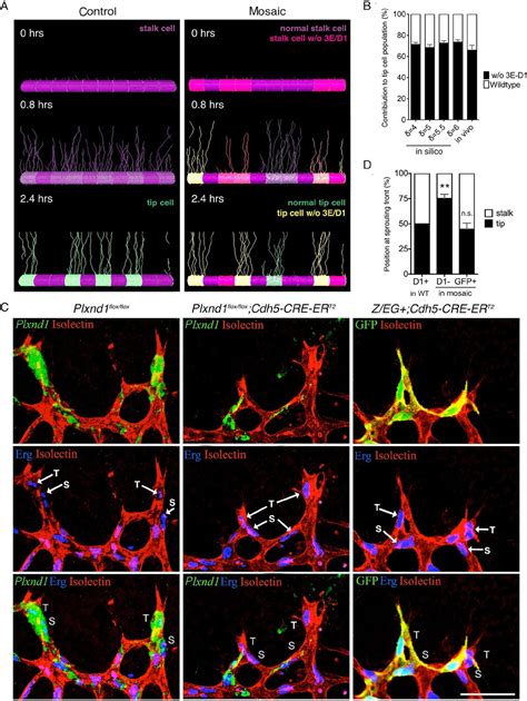 Temporal modulation of collective cell behavior controls vascular network topology | eLife