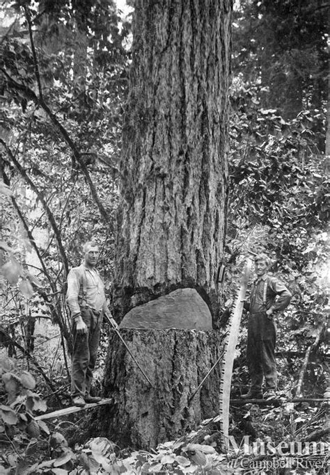 Felling a tree with an axe and a cross cut saw | Campbell River Museum - Online Gallery