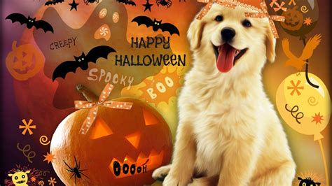 Dogs and Cats and Pumpkin Wallpapers - 4k, HD Dogs and Cats and Pumpkin Backgrounds on WallpaperBat