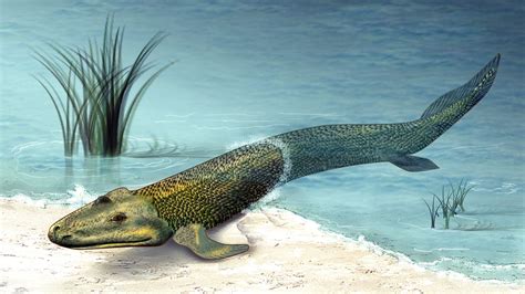 Strong tides may have pushed ancient fish to evolve limbs | Science | AAAS