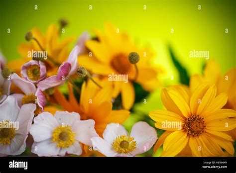 Summer bouquet of yellow daisies Stock Photo - Alamy