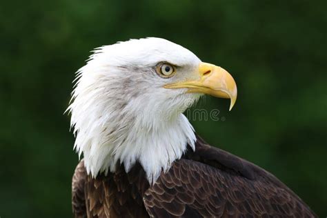 An American Bald Eagle Front Portrait Stock Image - Image of face, iris ...