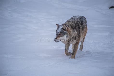 Wild wolf stalking prey stock image. Image of hunting - 13422025