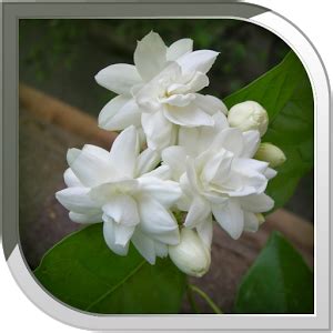 Mogra Flower PNG Transparent Mogra Flower.PNG Images. | PlusPNG