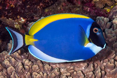 Acanthuridae (Surgeonfishes) | Flickr