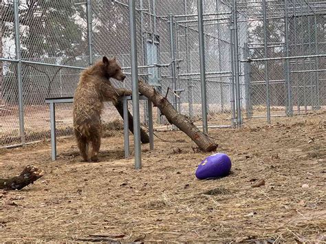 Hairless Bear Recovers and Grows Fur After 2 Years of Rehab