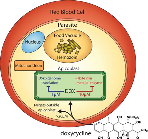 Doxycycline has distinct apicoplast-specific mechanisms of antimalarial ...