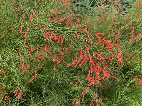 Florida Firecracker Plants Explode with Color - ArtisTree ArtisTree