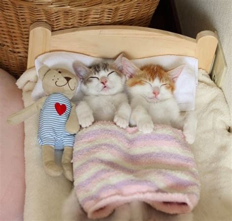 Adorable Kitten Twins Love To Sleep Side By Side - We Love Cats and Kittens