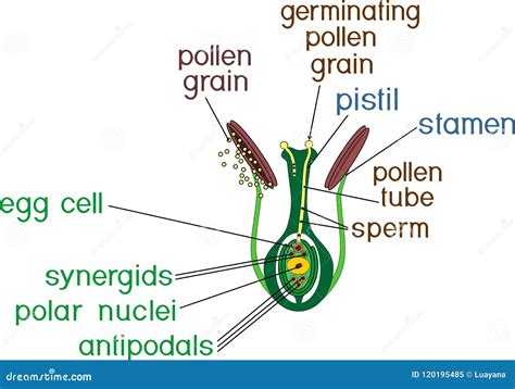 Structure of Pistil and Stamens in the Section at the Time of Double Fertilization Stock Vector ...