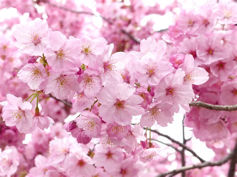 Free Images : tree, nature, branch, sky, white, leaf, flower, petal ...