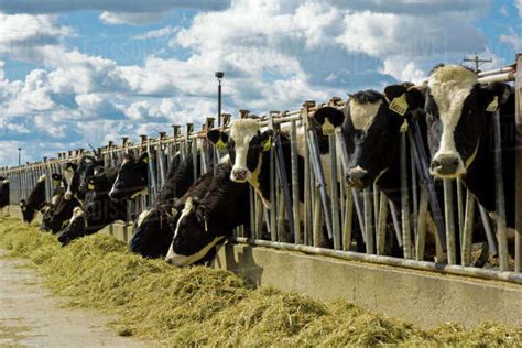 Livestock - Holstein dairy cows feed on haylage at a dairy feedbunk ...