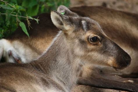 Do Female Reindeer Have Antlers? (Plus Other Identification Methods ...