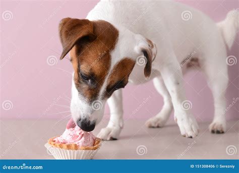 Cute Funny Dog Eating Cake Near Color Wall Stock Photo - Image of ...