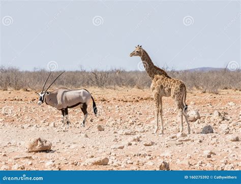 Baby Giraffe stock photo. Image of antelope, nature - 160275392