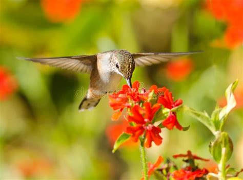 Rufous Hummingbird Feeding on Maltese Cross Flower Stock Image - Image of eating, flowers: 34758151