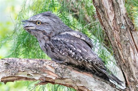 Discover the Fascinating World of the Tawny Frogmouth at Billabong ...