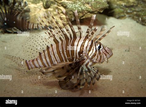 Red lionfish Two Oceans Sea Aquarium Victoria & Alfred Waterfront Cape Town South Africa Africa ...