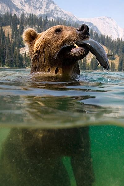 Grizzly bear habitat – Artofit