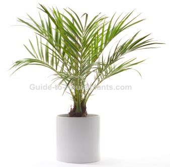 Pygmy Date Palm Tree, Dwarf Date Palm - Phoenix roebelenii Care Tips