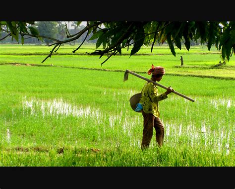 គោលនយោបាយ និងការគ្រប់គ្រងវិស័យកសិកម្ម | Open Development Cambodia (ODC)