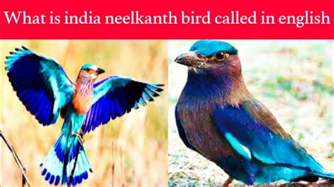 Indian NeelKanth Bird | Indian Roller Bird | What is india neelkanth bird called in english ...