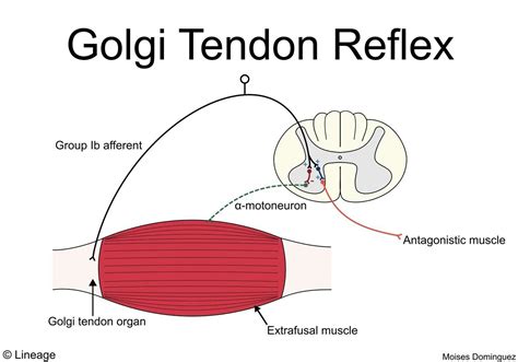 Golgi tendon organ (Inverse myotactic reflex-opposite of stretch reflex) Inhibits agonists and ...