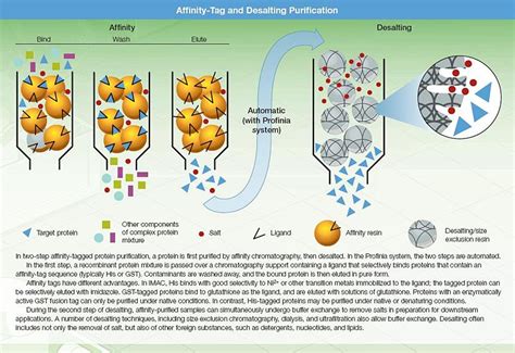 Polyhistidine-tag - wikidoc